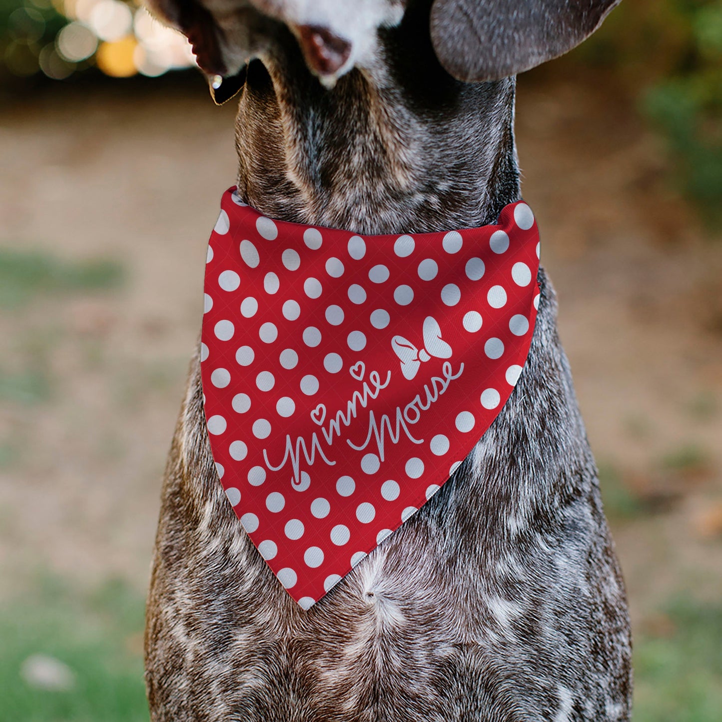 Pet Bandana - MINNIE MOUSE Autograph Script Polka Dot Red/White