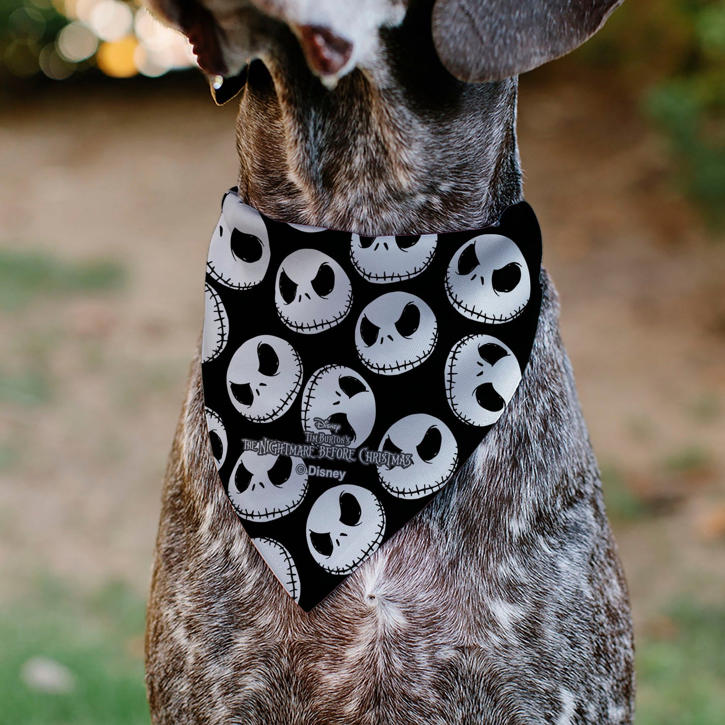 Pet Bandana - The Nightmare Before Christmas Jack Expressions Scattered Black/White