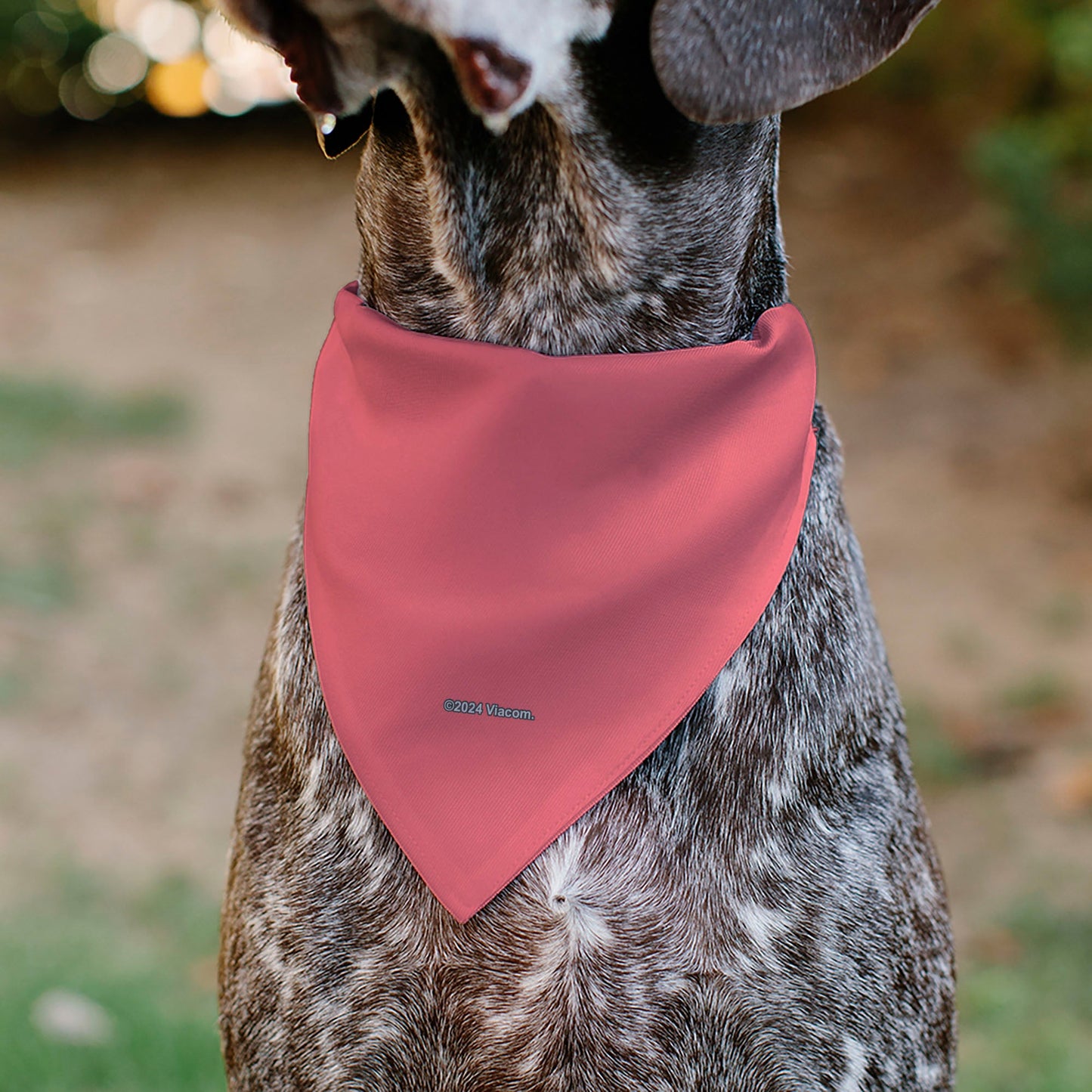 Pet Bandana - SpongeBob SquarePants Patrick Star Face Close-Up Pink