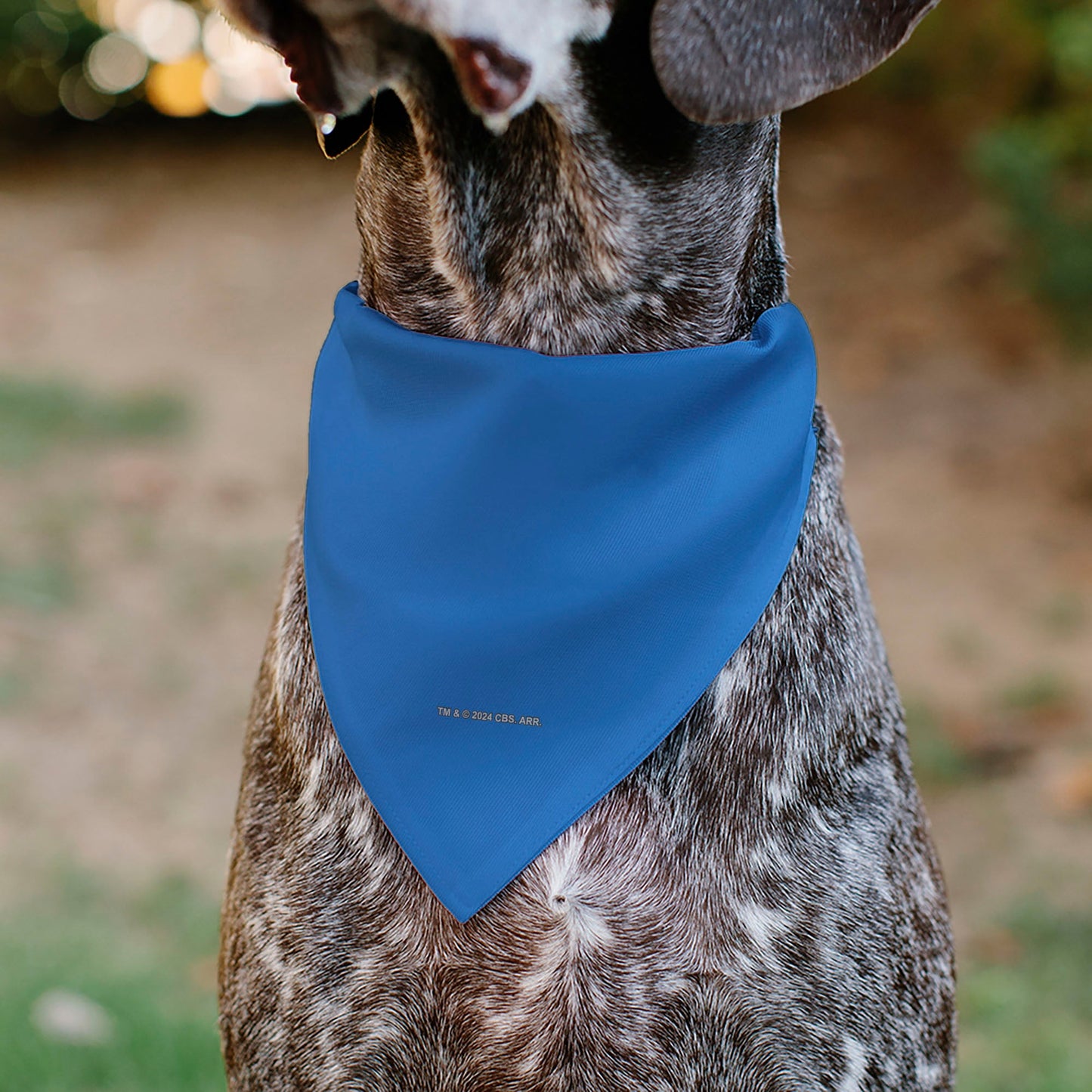 Pet Bandana - Star Trek Original Series Blue Uniform Print