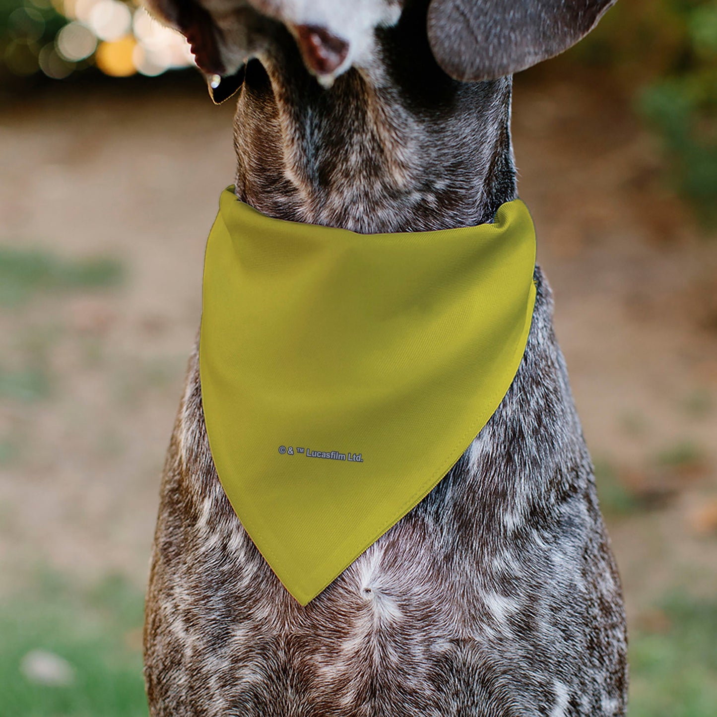 Pet Bandana - STAR WARS Title Logo Yellow/Multi Color/White