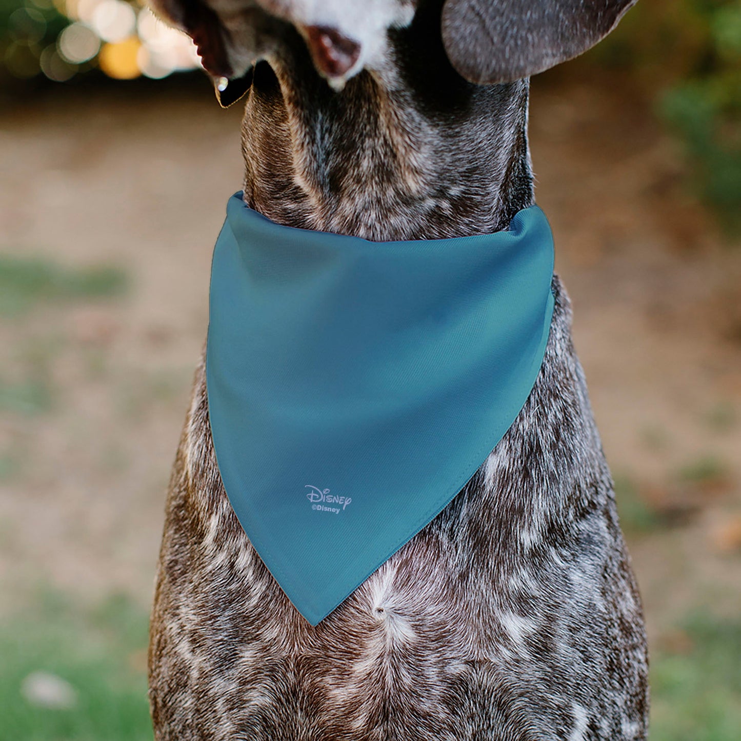 Pet Bandana - The Little Mermaid Ariel Pose and Shells Sketch