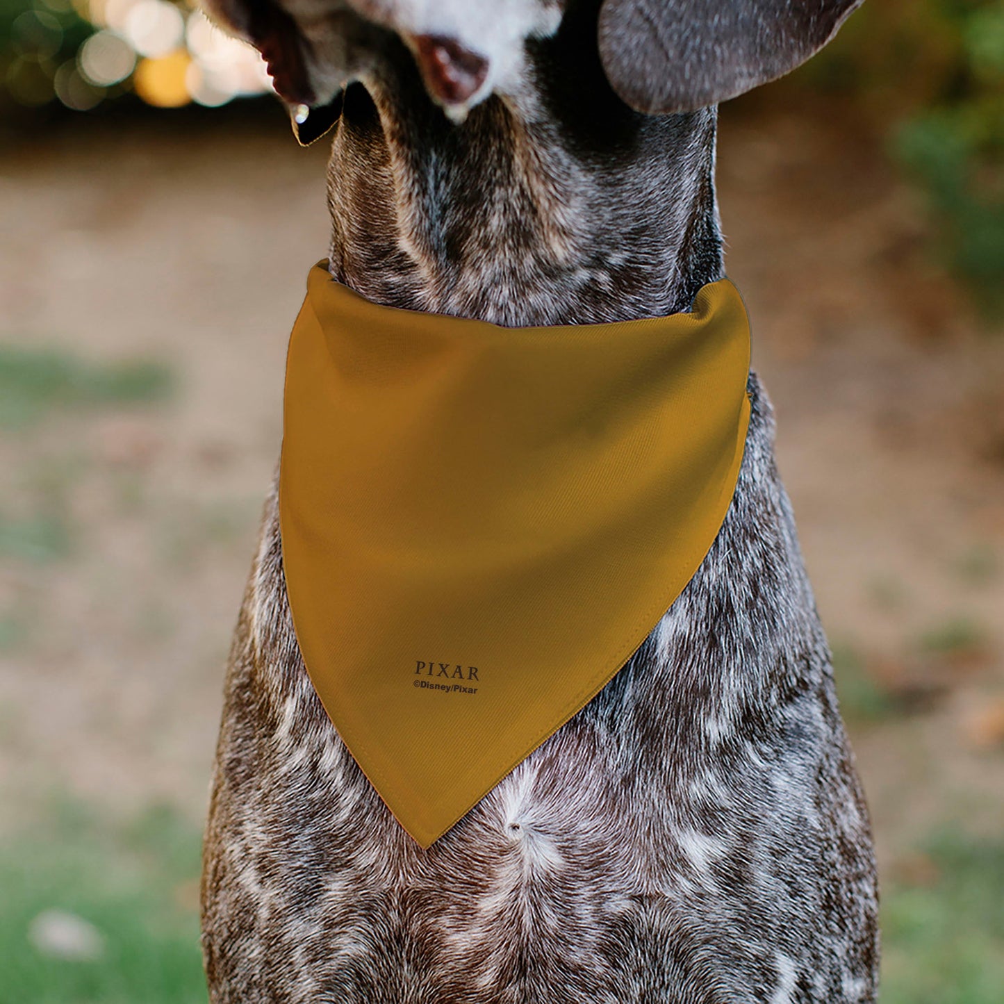 Pet Bandana - Up Dug SQUIRREL Pose and Wilderness Explorer Badge Orange