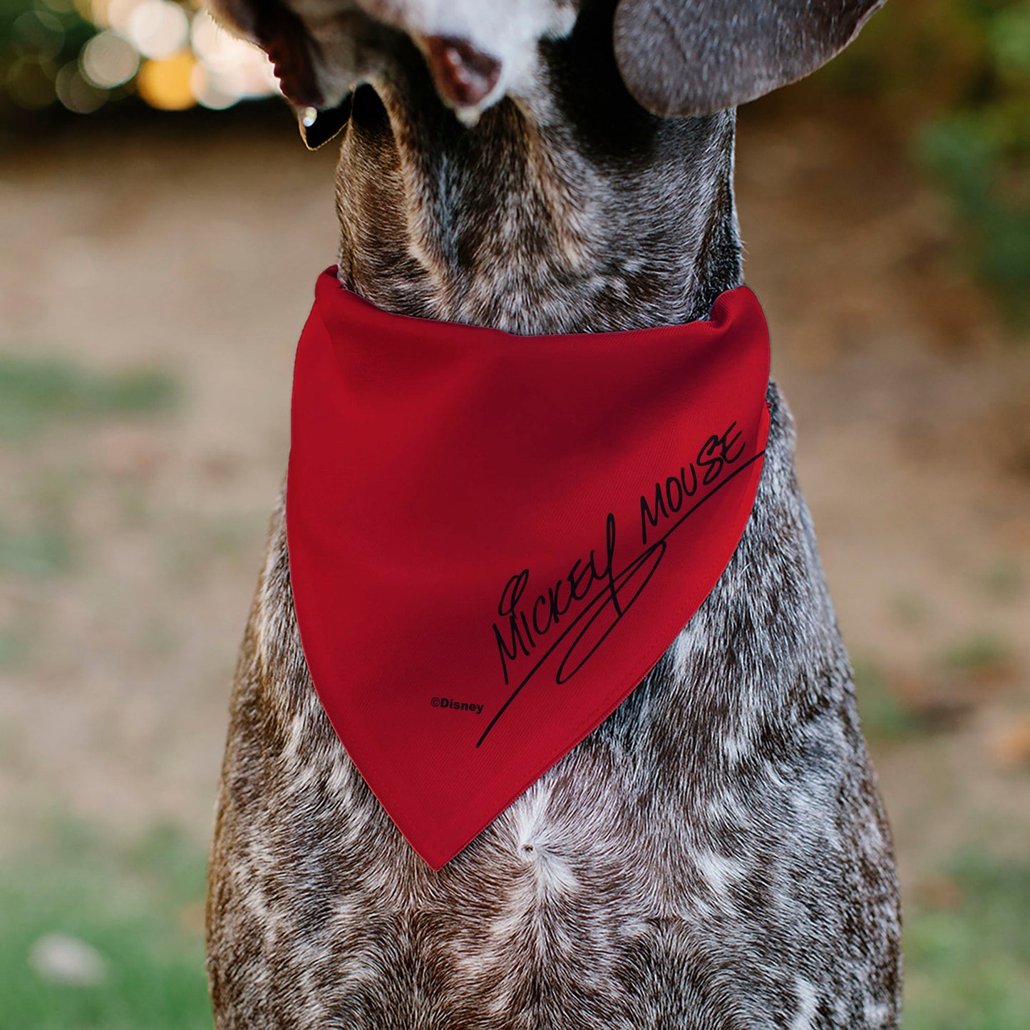 Pet Bandana - Mickey Mouse Face Character Close-Up Red