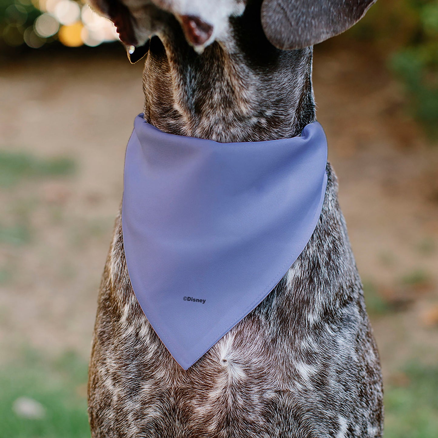 Pet Bandana - Mickey Mouse Ears Flower Icon Scattered Pink