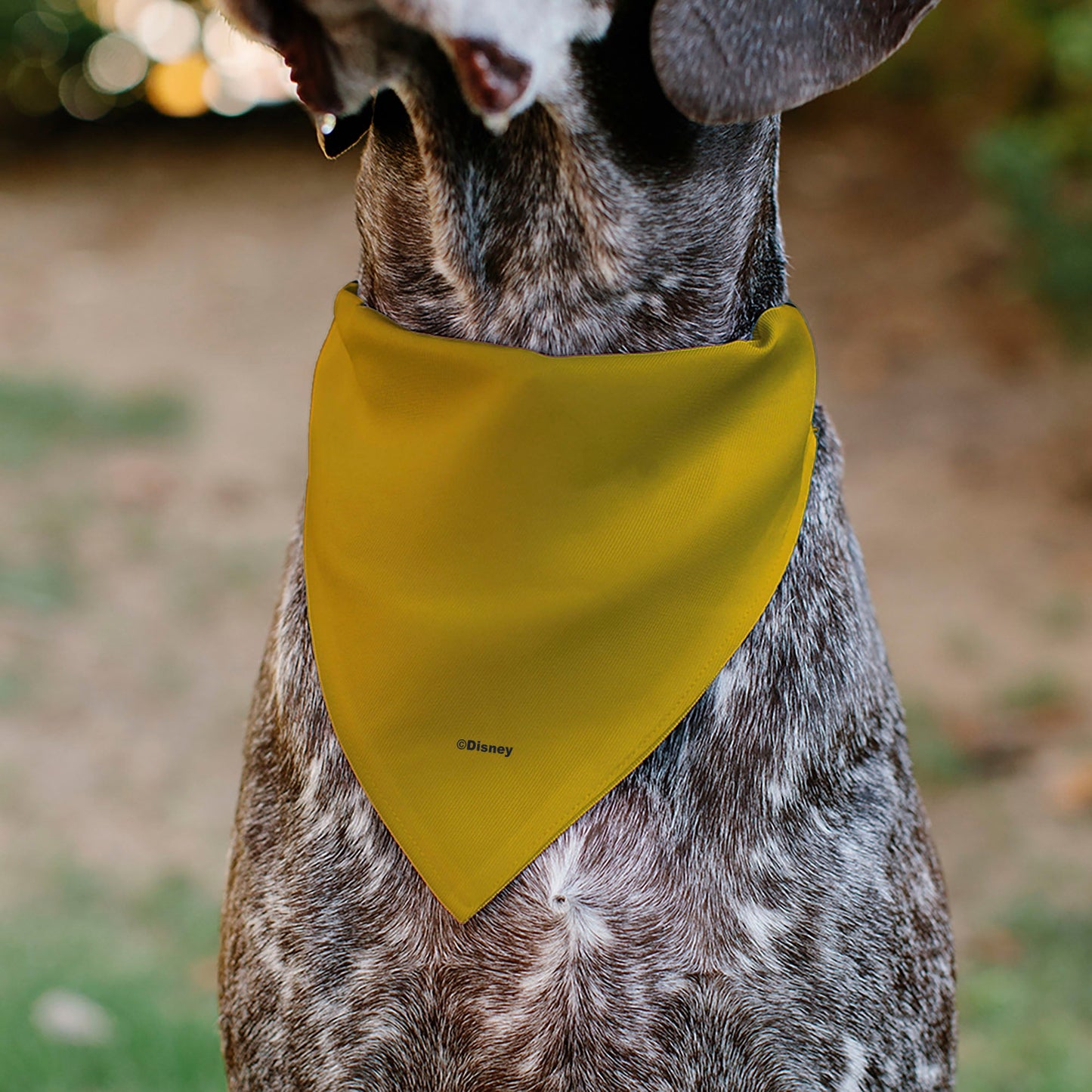 Pet Bandana - Disney Fab Five ORIGINAL BUDDIES Group Pose Black