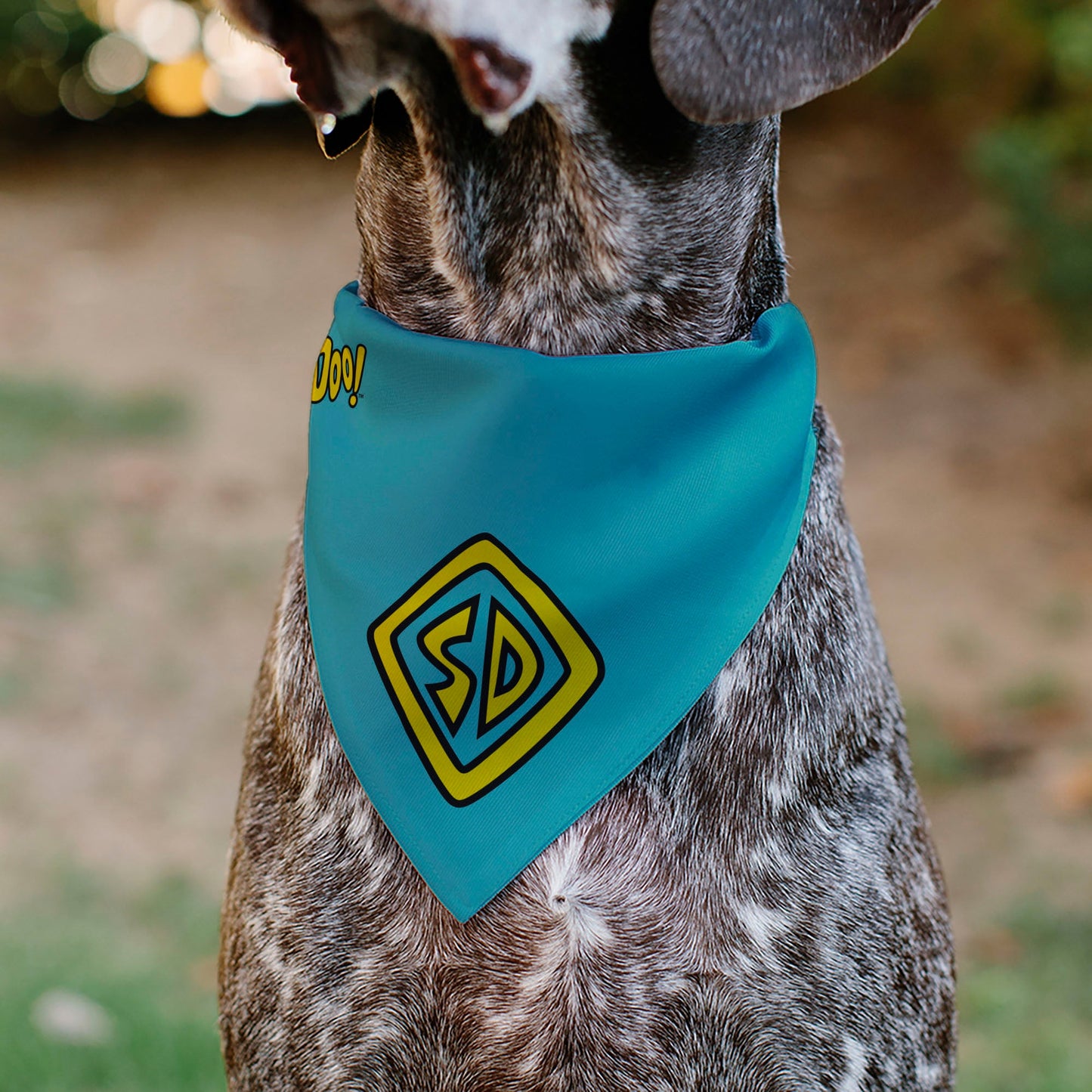 Pet Bandana - Scooby Doo Logo Centered and Collage Blue/Yellow